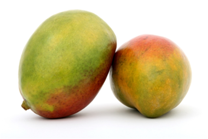 Mangue Kent du Bénin